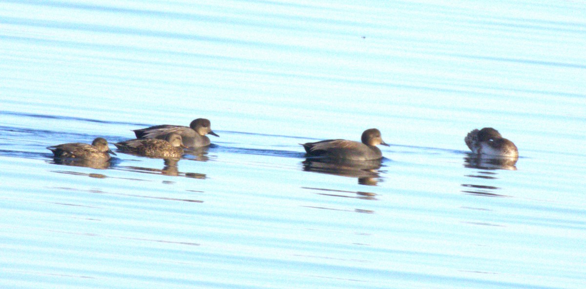Gadwall - ML644486030
