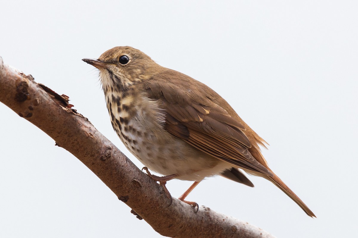 Hermit Thrush - ML644486033
