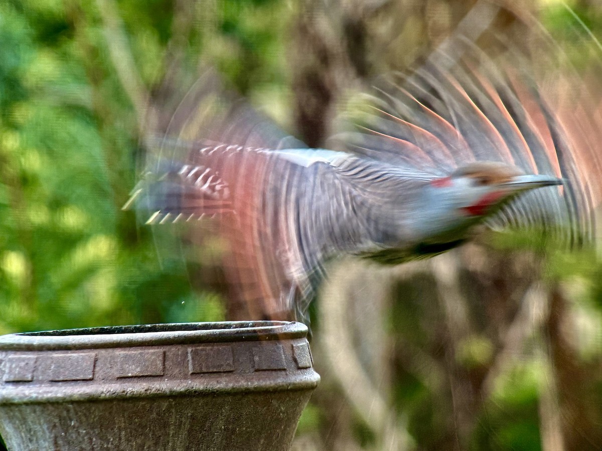 Altın Ağaçkakan (luteus x cafer) - ML644486037