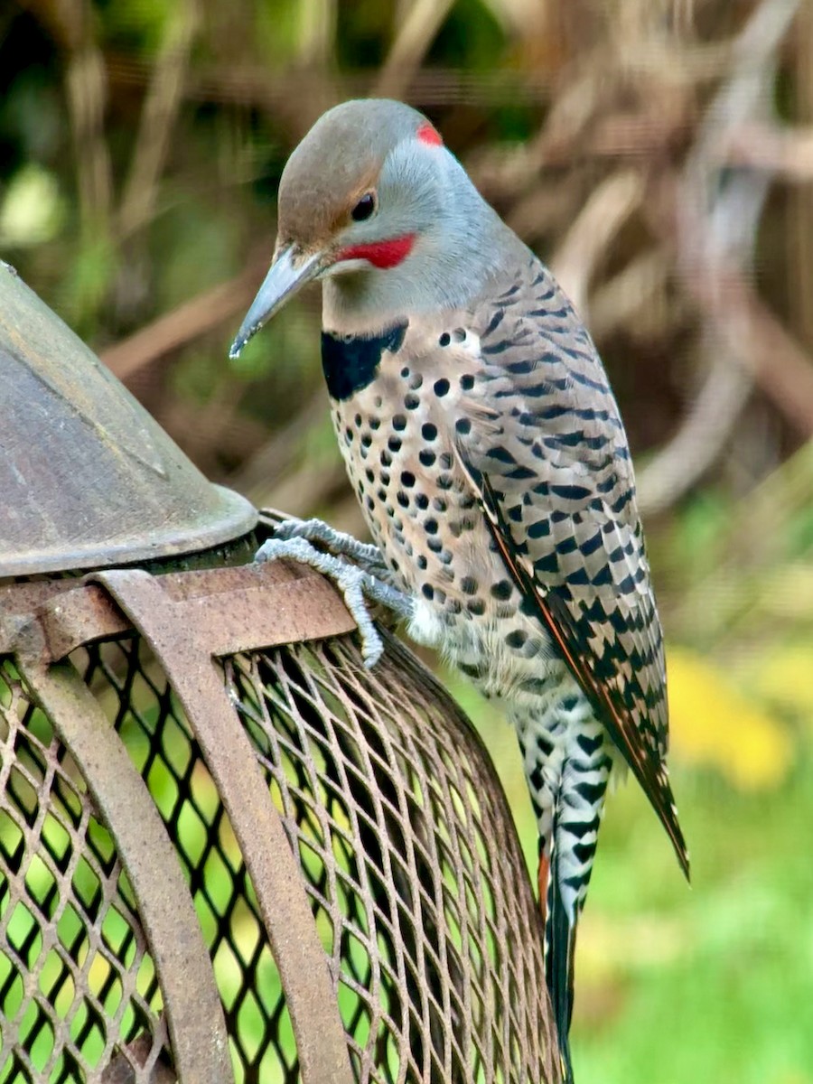 Altın Ağaçkakan (luteus x cafer) - ML644486040