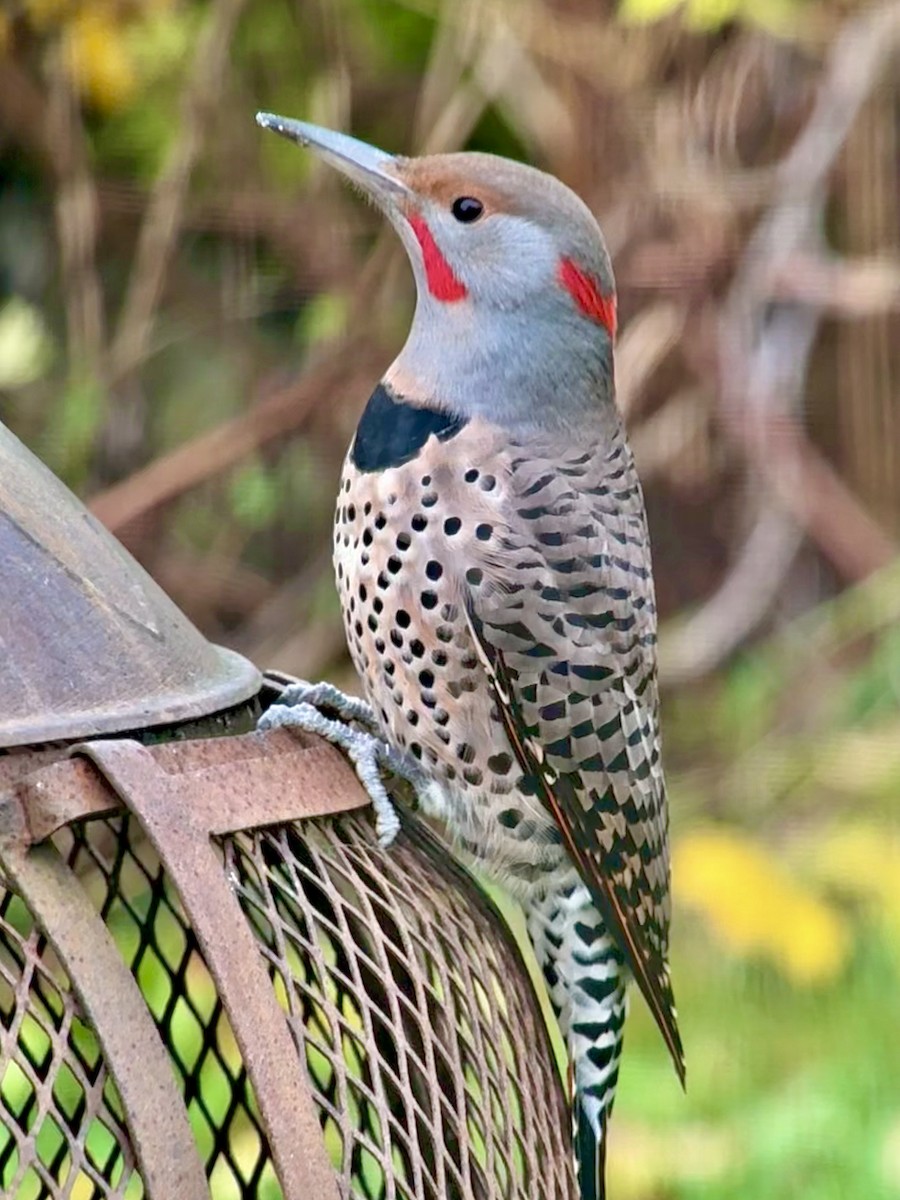 Altın Ağaçkakan (luteus x cafer) - ML644486041