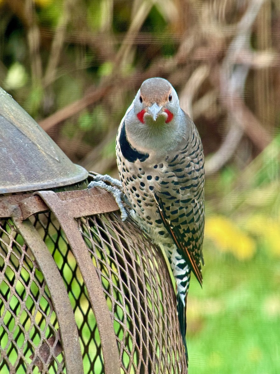 Altın Ağaçkakan (luteus x cafer) - ML644486042