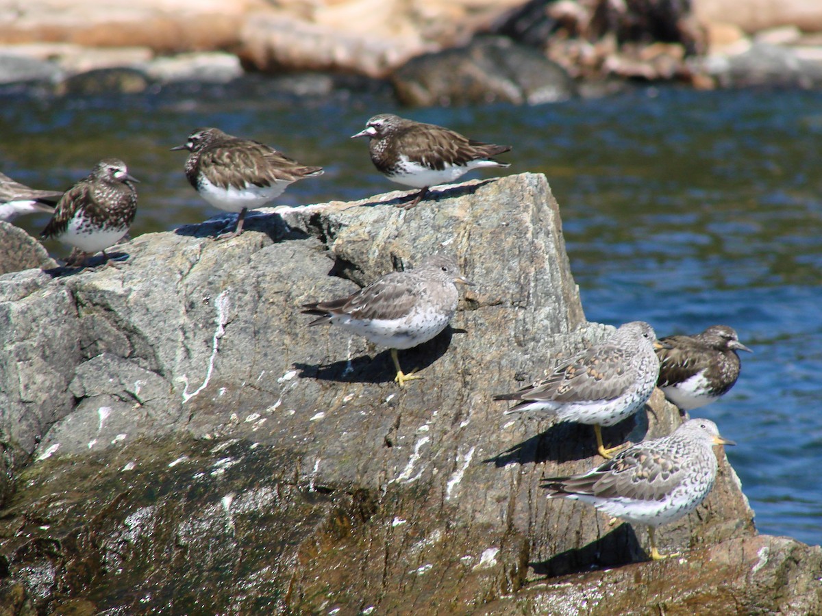 brottsnipe - ML644486048