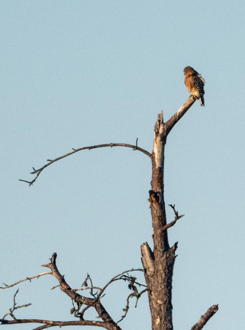 Red-shouldered Hawk - ML644486050