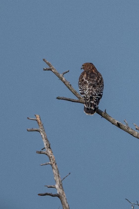 Red-shouldered Hawk - ML644486051