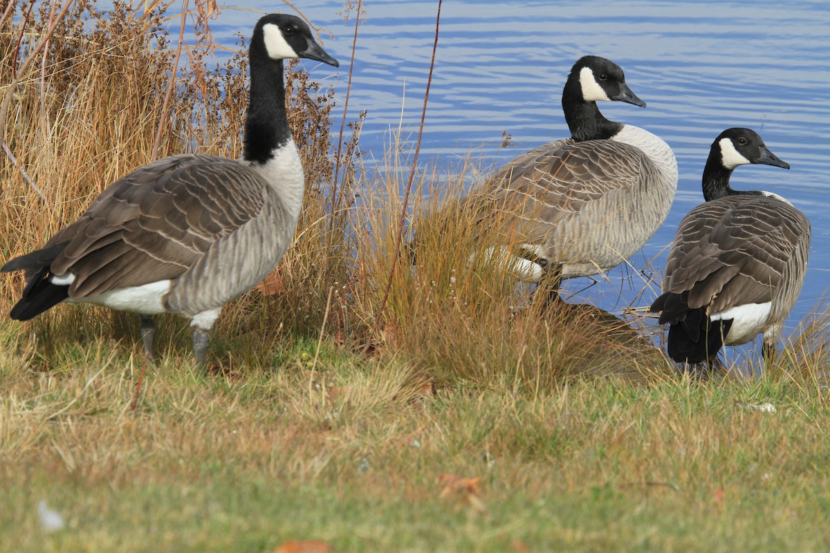 berneška velká - ML644486053