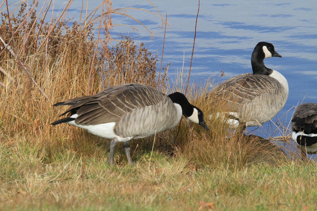 berneška velká - ML644486054