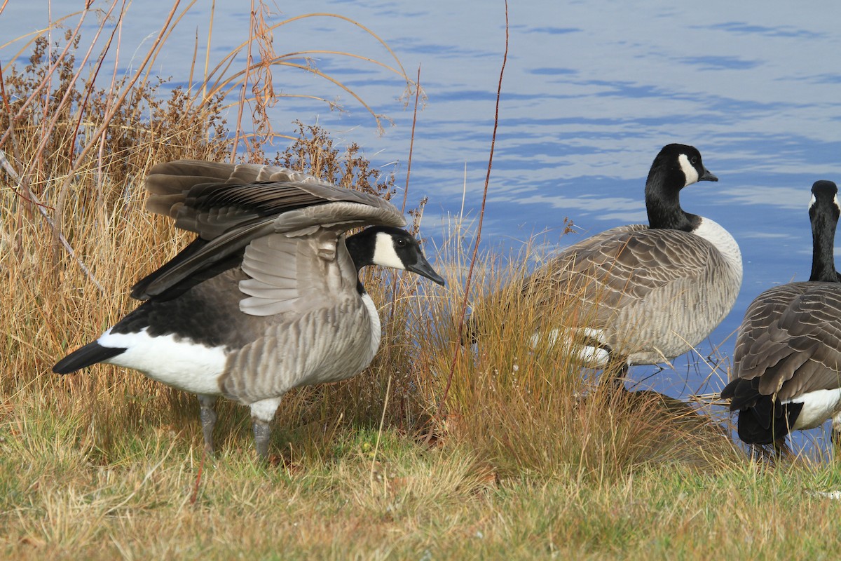 berneška velká - ML644486055