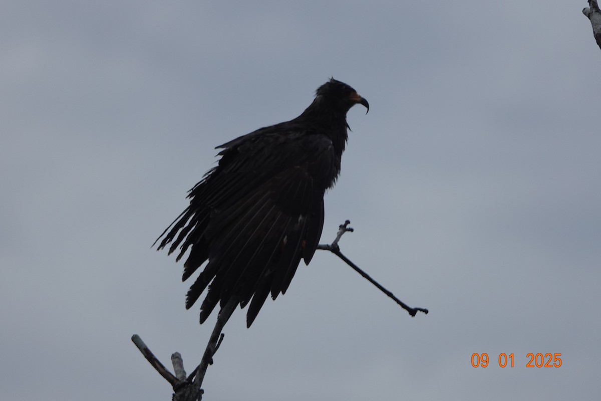 Common Black Hawk - ML644486059