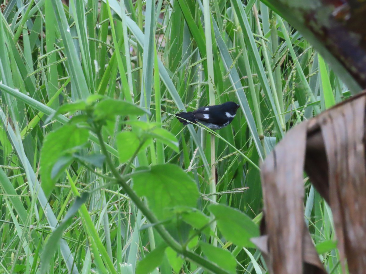 Чёрный просяночник - ML644486063