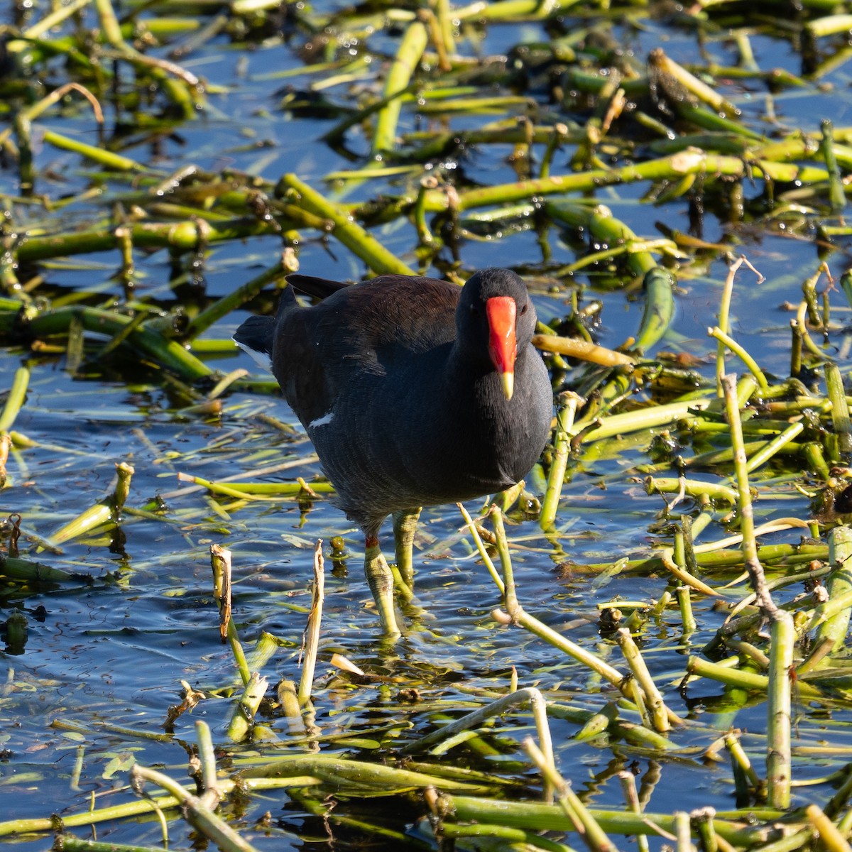 Amerika Sutavuğu - ML644486080