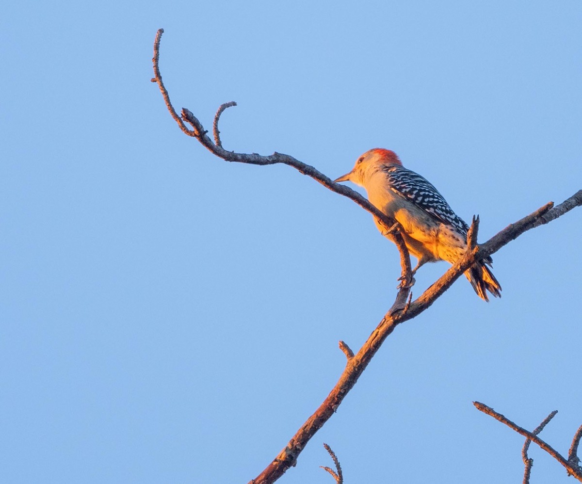 Red-bellied Woodpecker - ML644486087