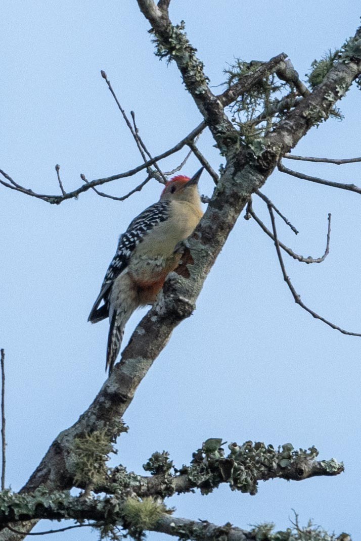 Red-bellied Woodpecker - ML644486088