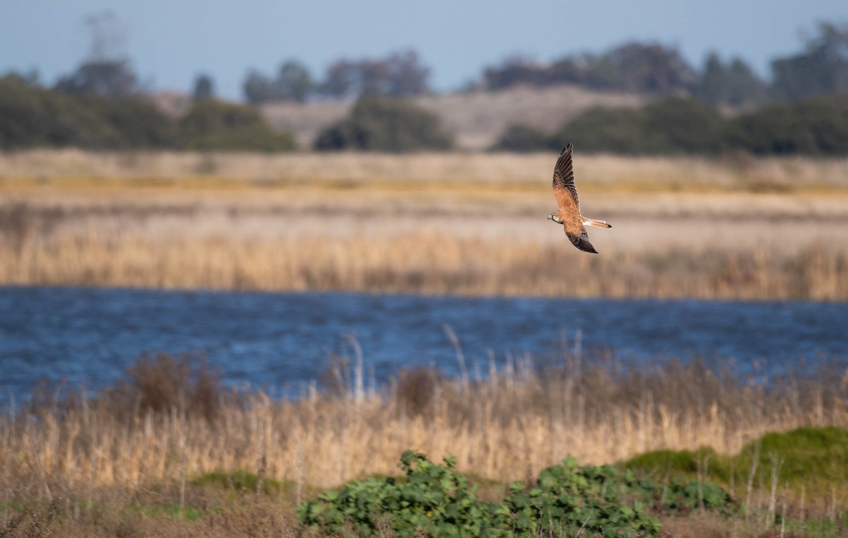 Nankeen Kestrel - ML644486093