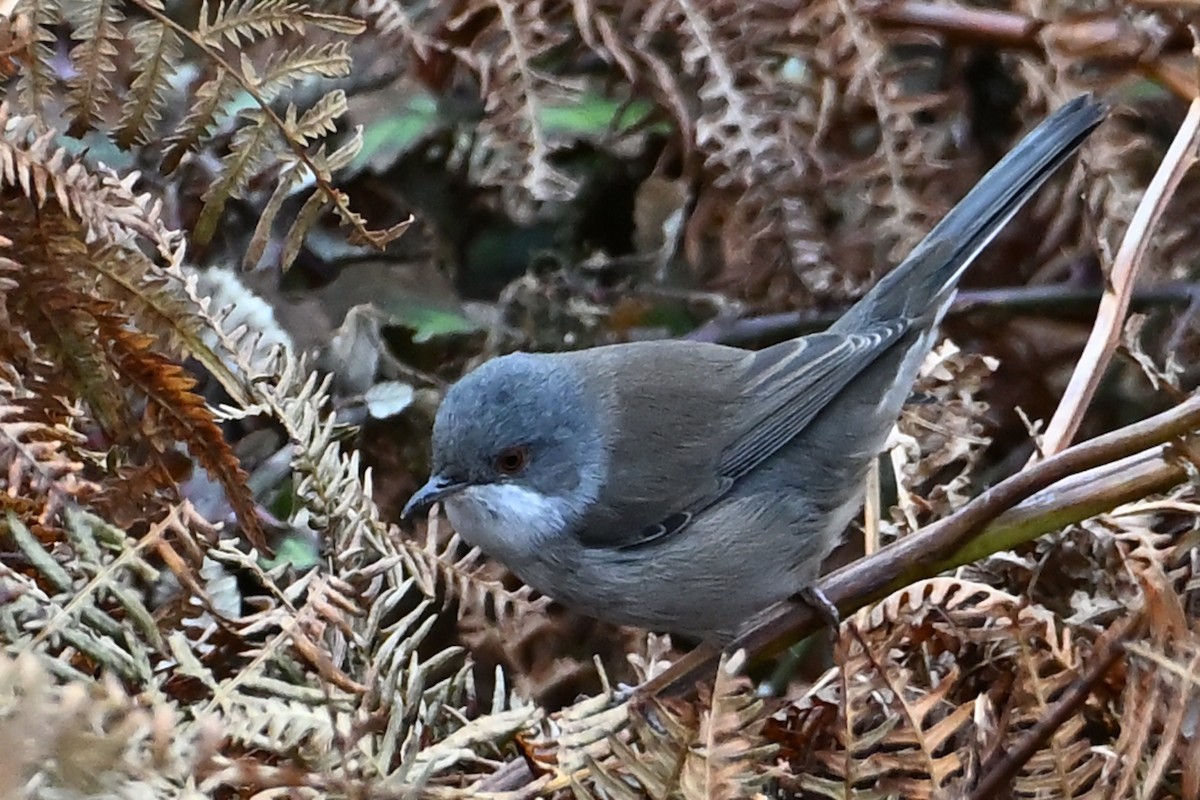Fauvette mélanocéphale - ML644486094