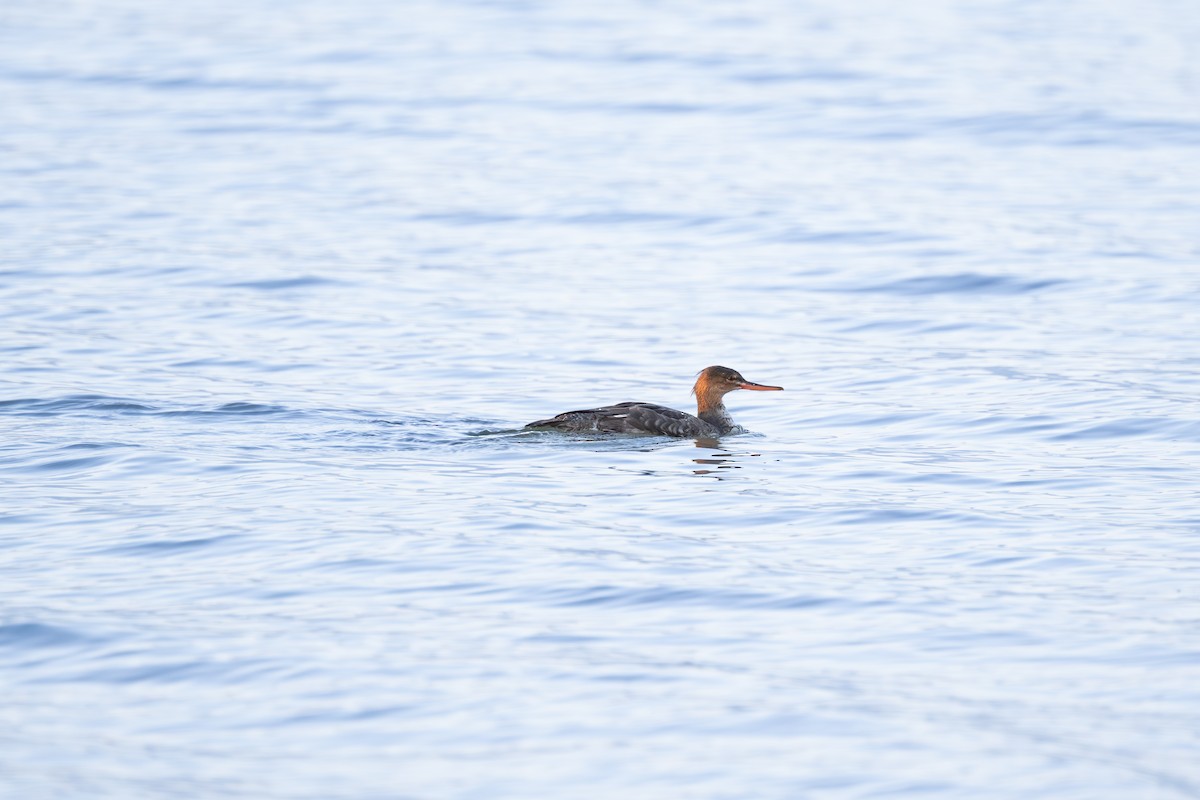 Red-breasted Merganser - ML644486103