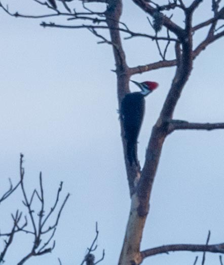 Pileated Woodpecker - ML644486104