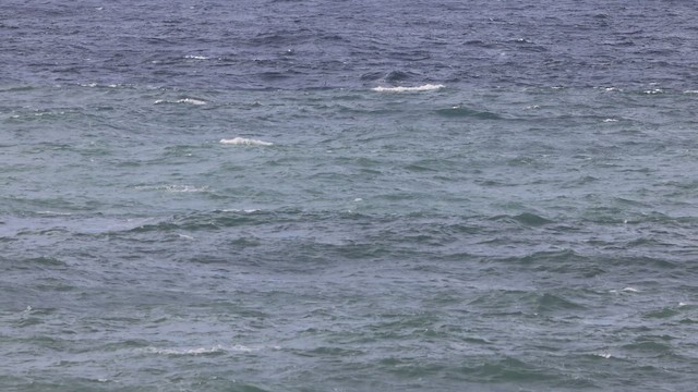 Leach's Storm-Petrel - ML644486110