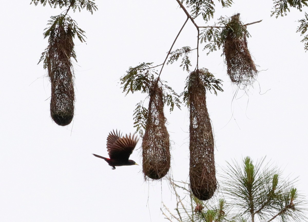 Red-rumped Cacique - ML644486113