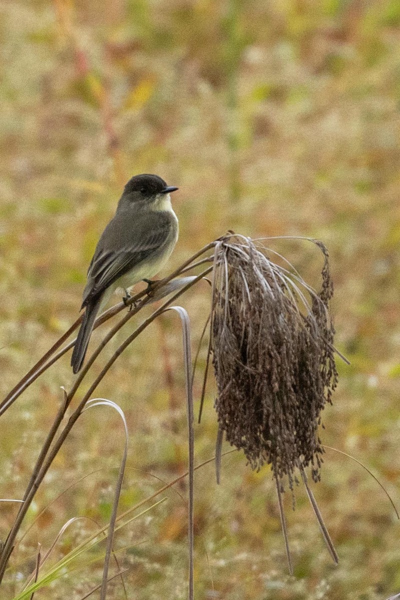 Eastern Phoebe - ML644486114