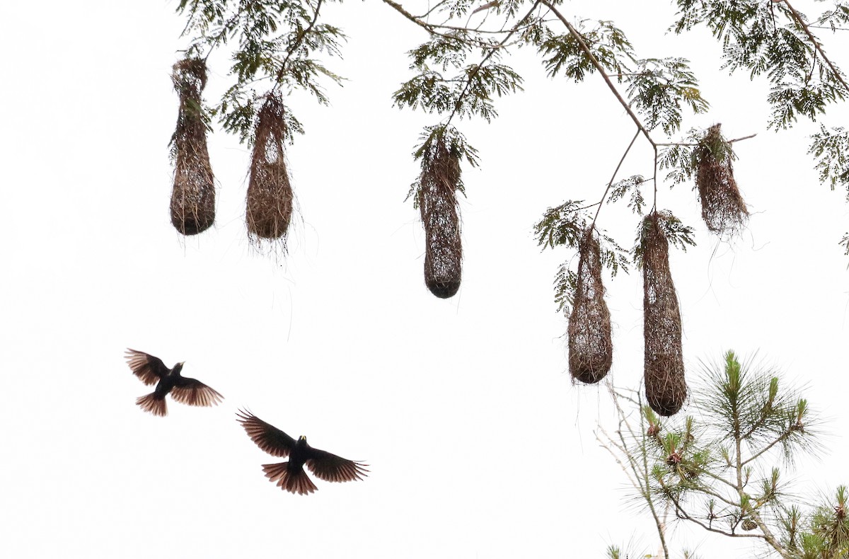 Red-rumped Cacique - ML644486115