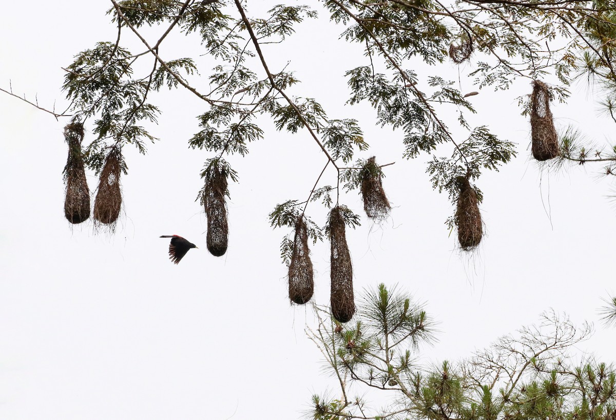 Red-rumped Cacique - ML644486116