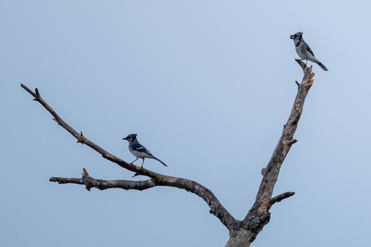 Blue Jay - ML644486121