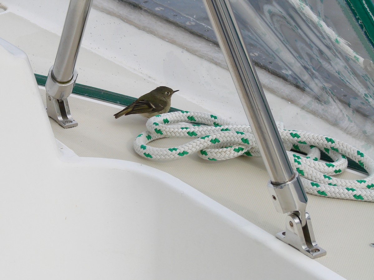 rubinfuglekonge - ML644486122