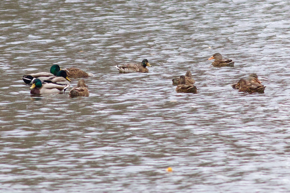 Mallard x American Black Duck (hybrid) - ML644486123