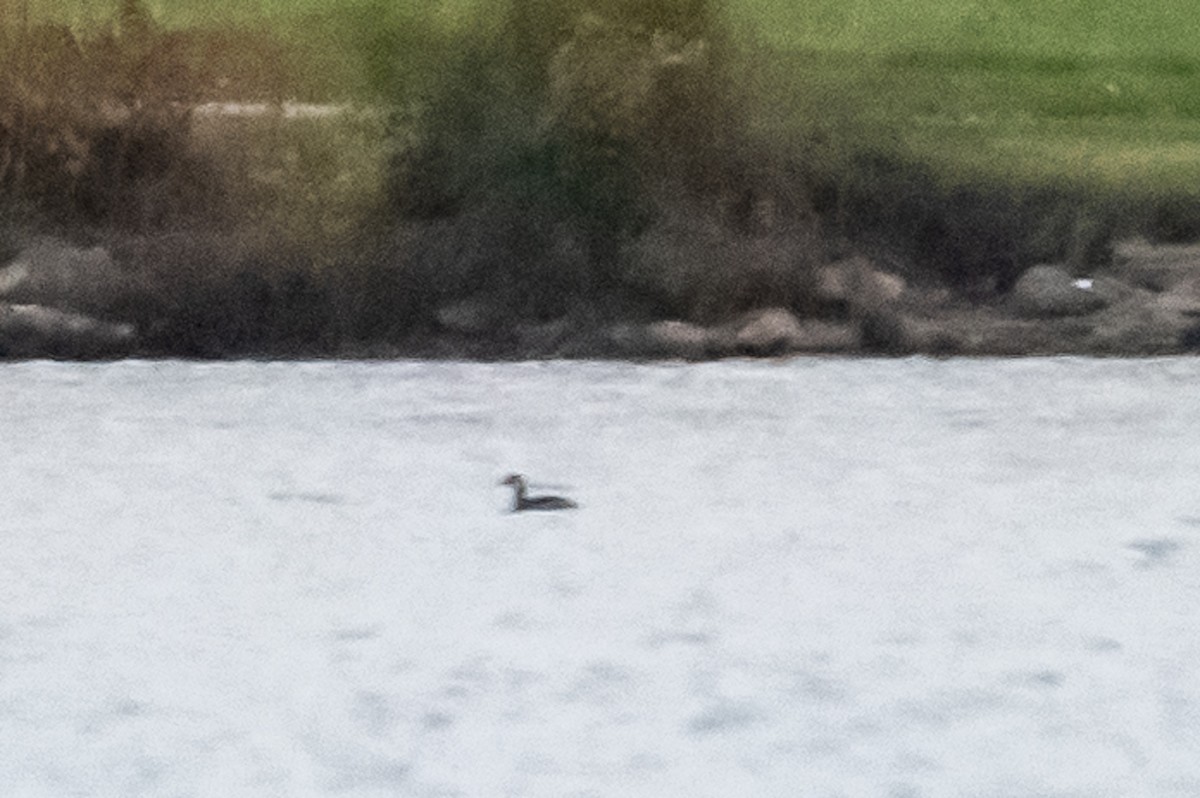 Somormujo Cuellirrojo - ML644486124