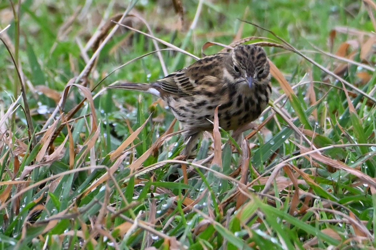 linduška luční - ML644486127