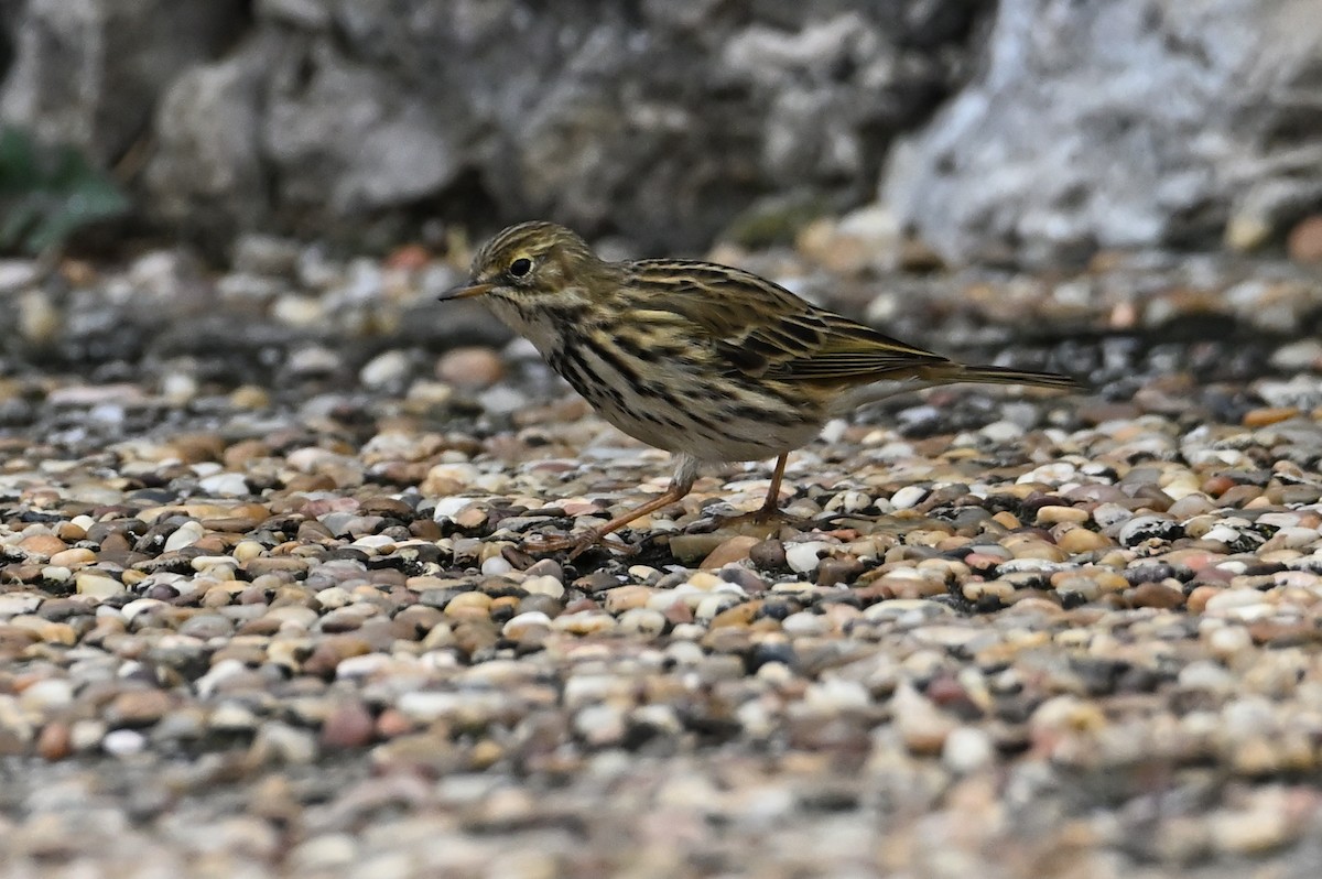 linduška luční - ML644486128