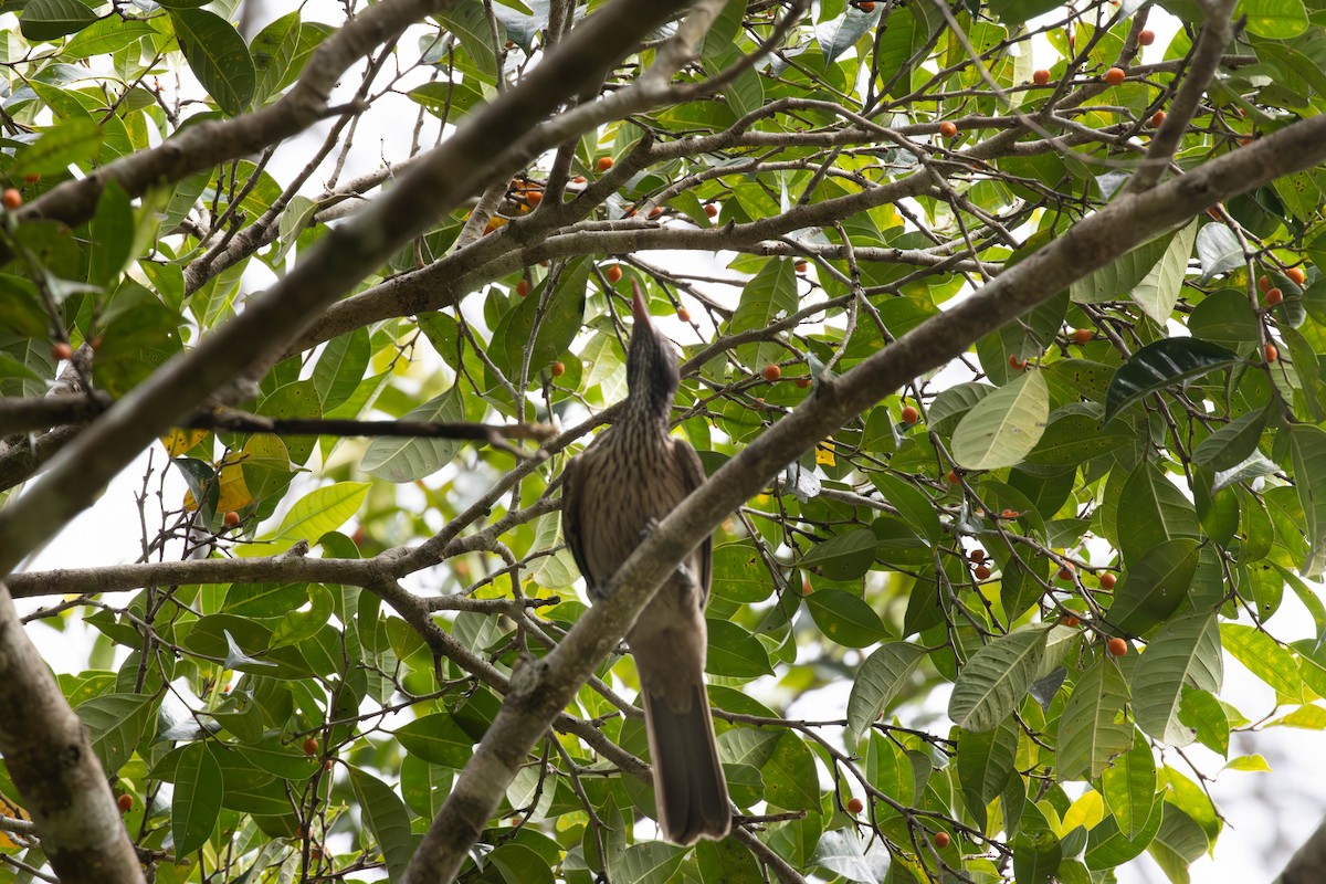 Brown Oriole - ML644486129