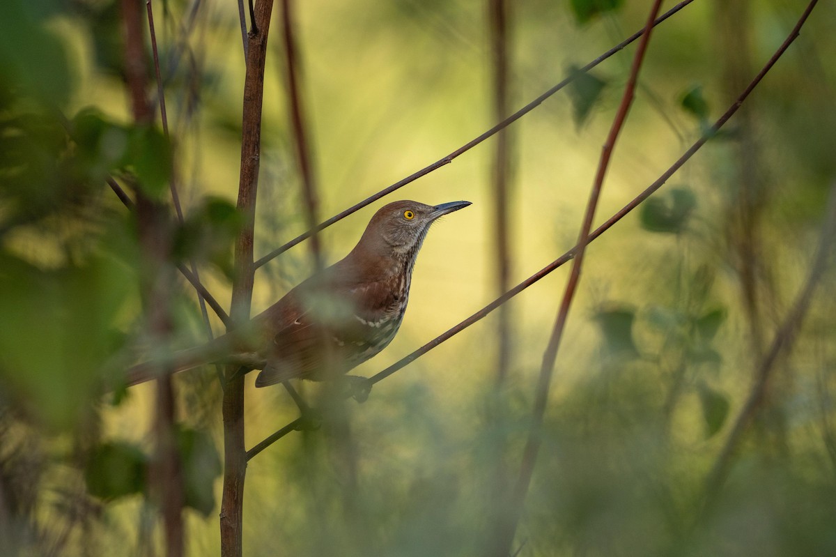 Brown Thrasher - ML644486131