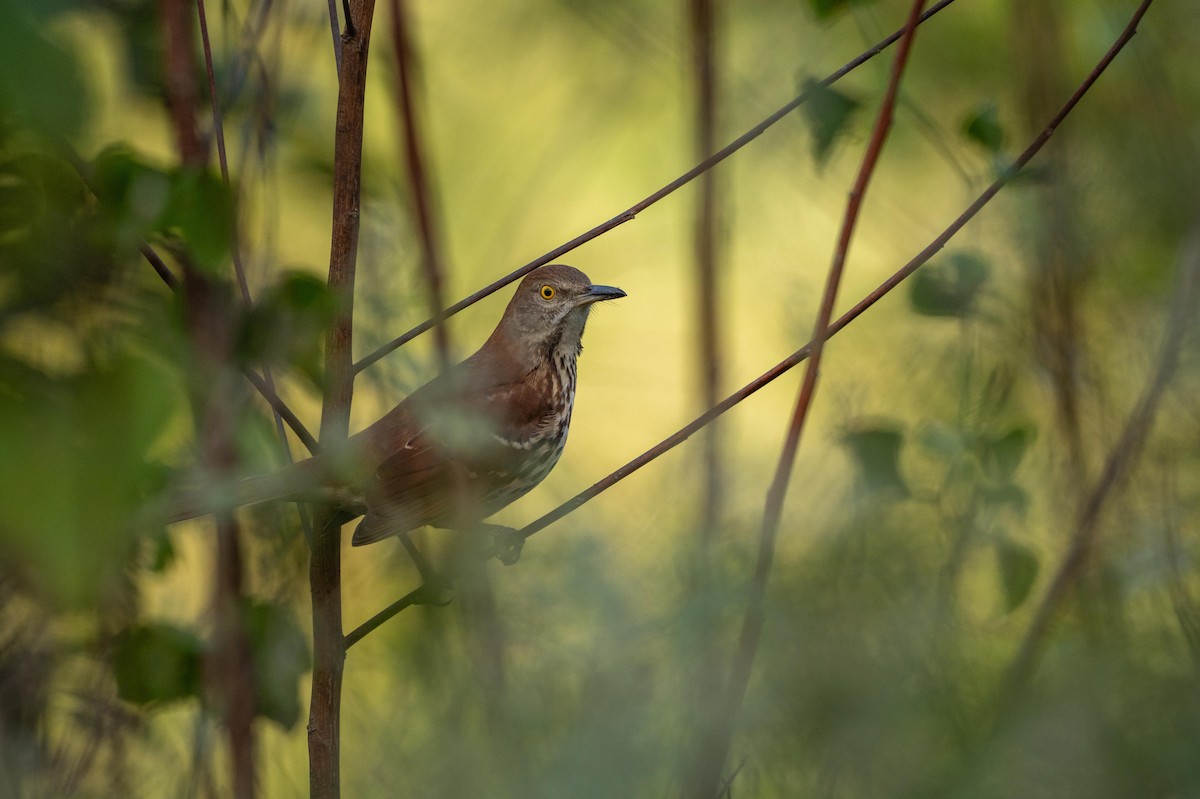 Brown Thrasher - ML644486132