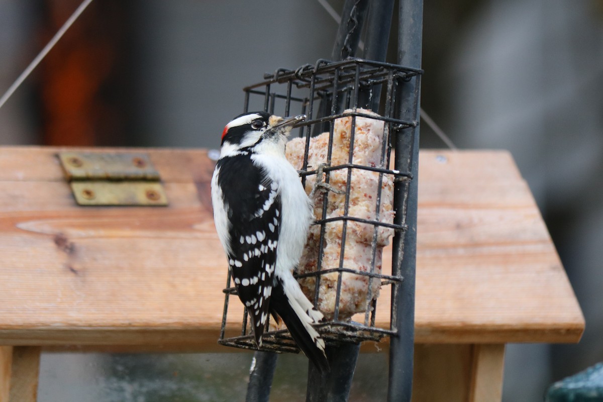 dunspett - ML644486134