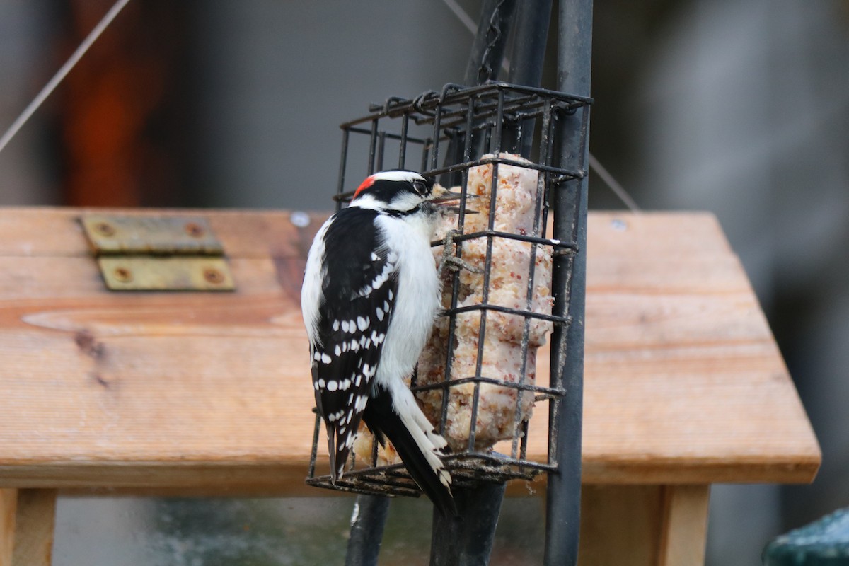 dunspett - ML644486135