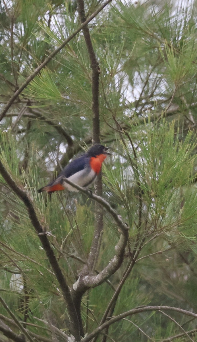 Mistletoebird - ML644486136