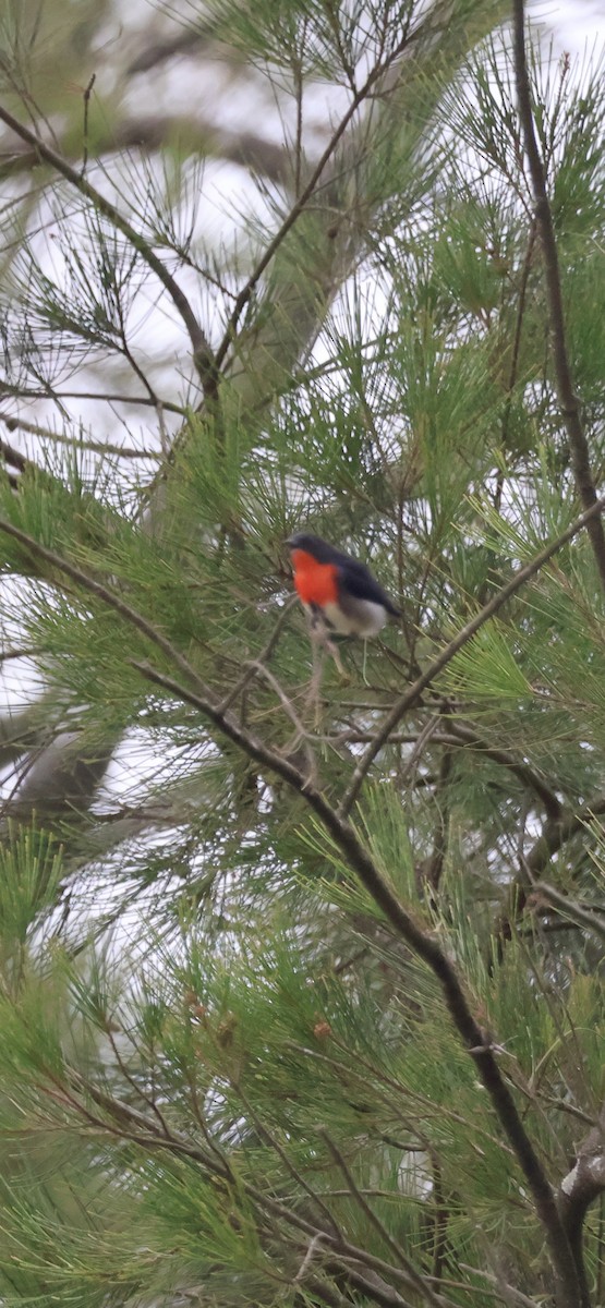Mistletoebird - ML644486137