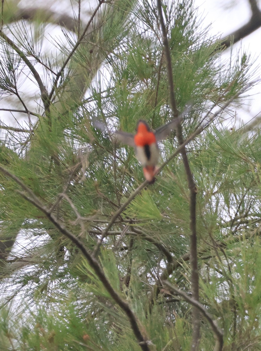 Mistletoebird - ML644486138
