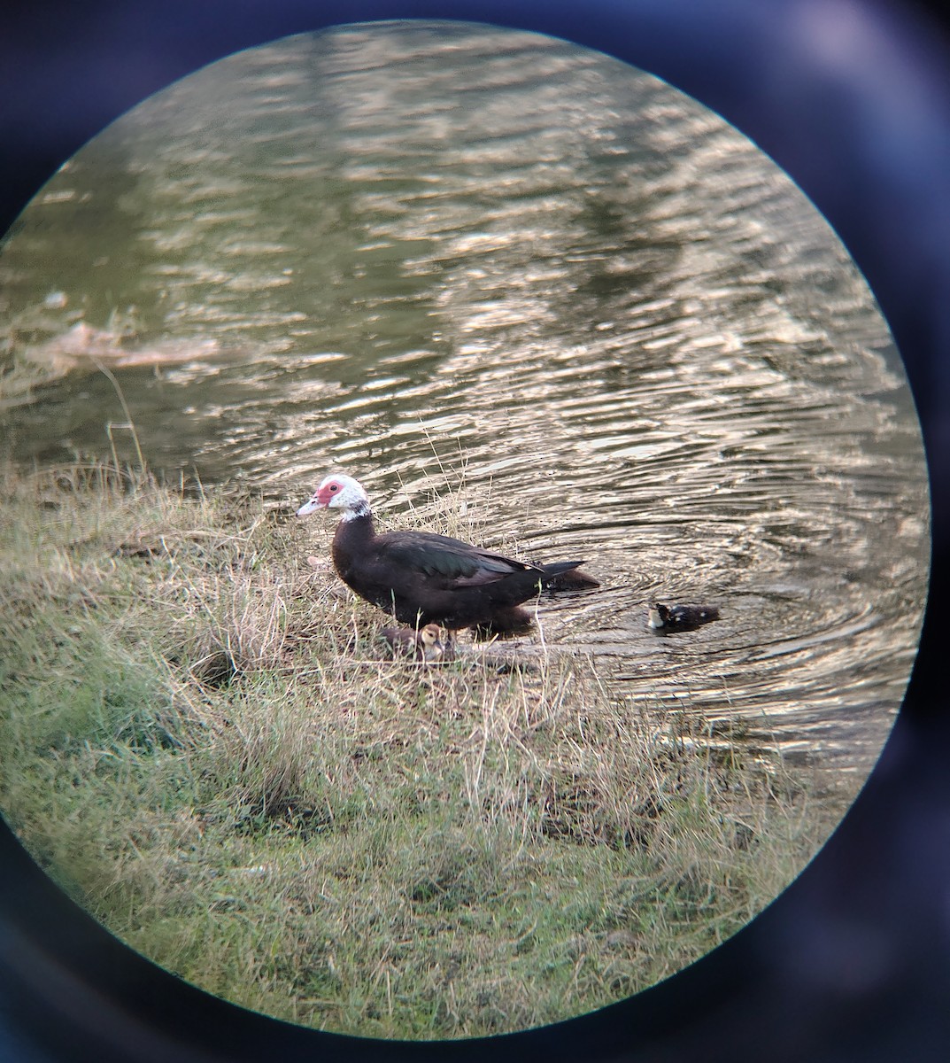 Muscovy Duck (Domestic type) - ML644486139