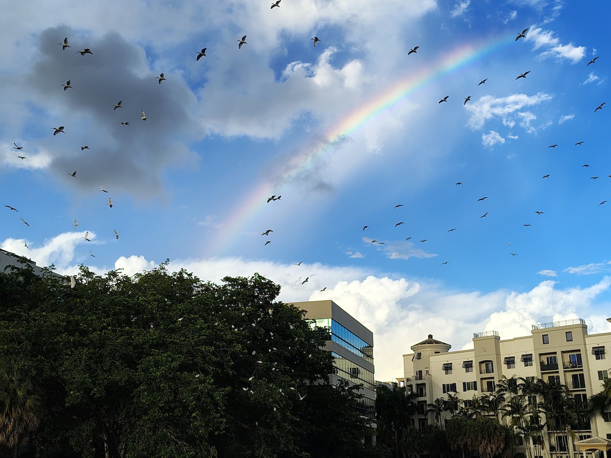 White Ibis - ML644486148