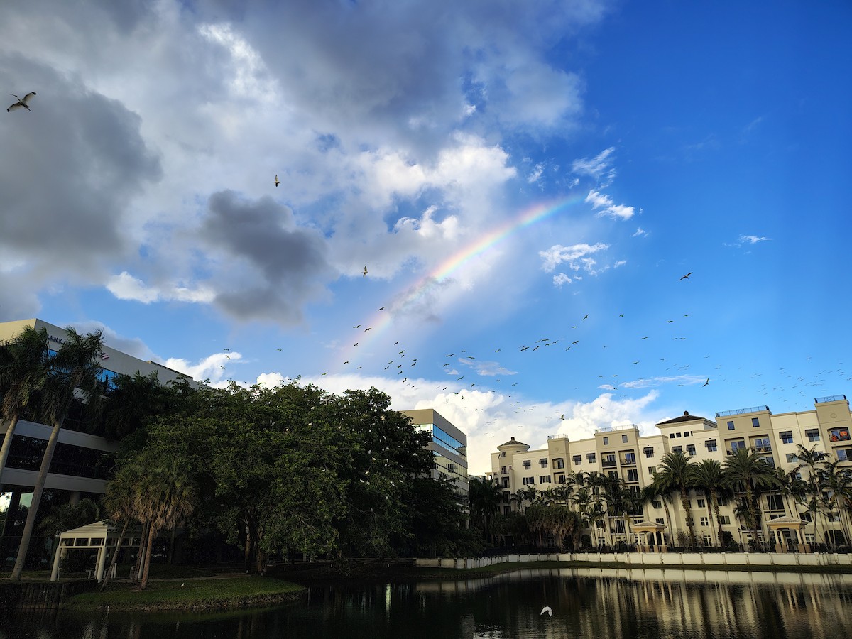 White Ibis - ML644486152