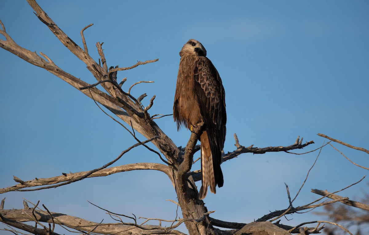 Nibbio bruno - ML644486153