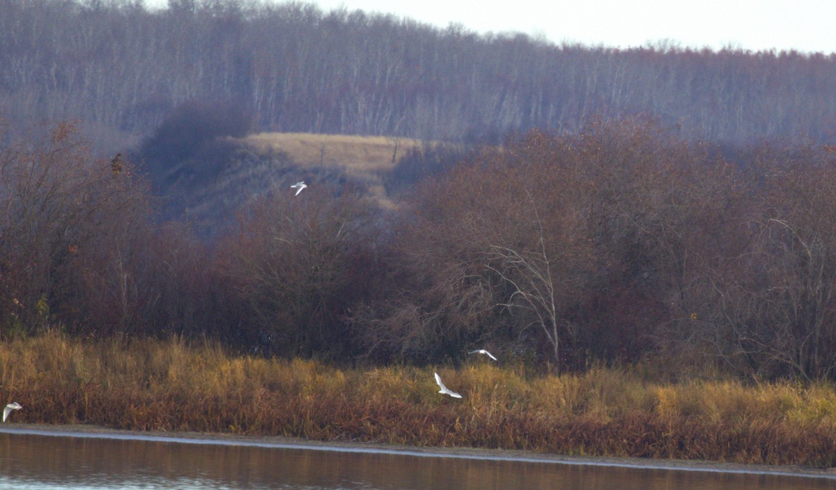 racek Bonapartův - ML644486156