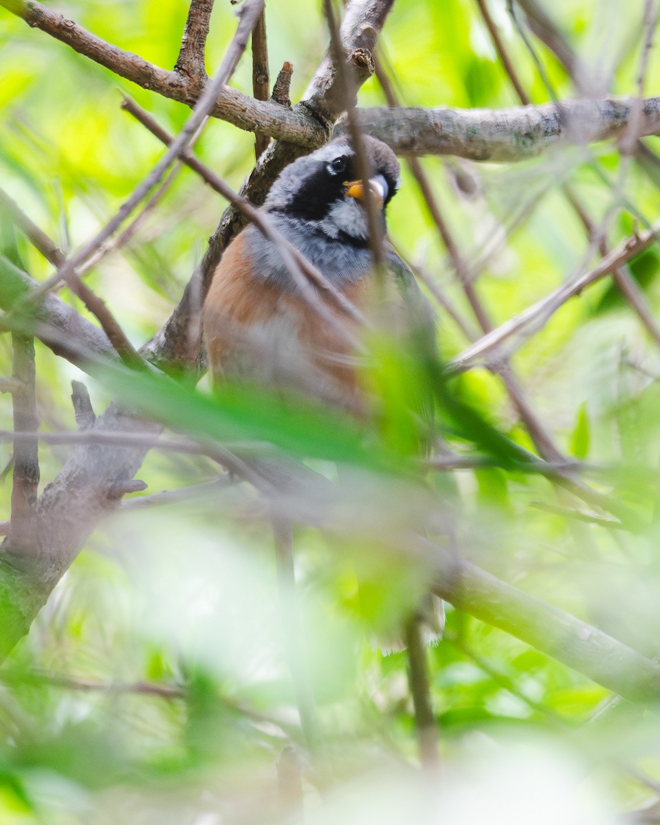 Saltator du Chaco - ML644486161