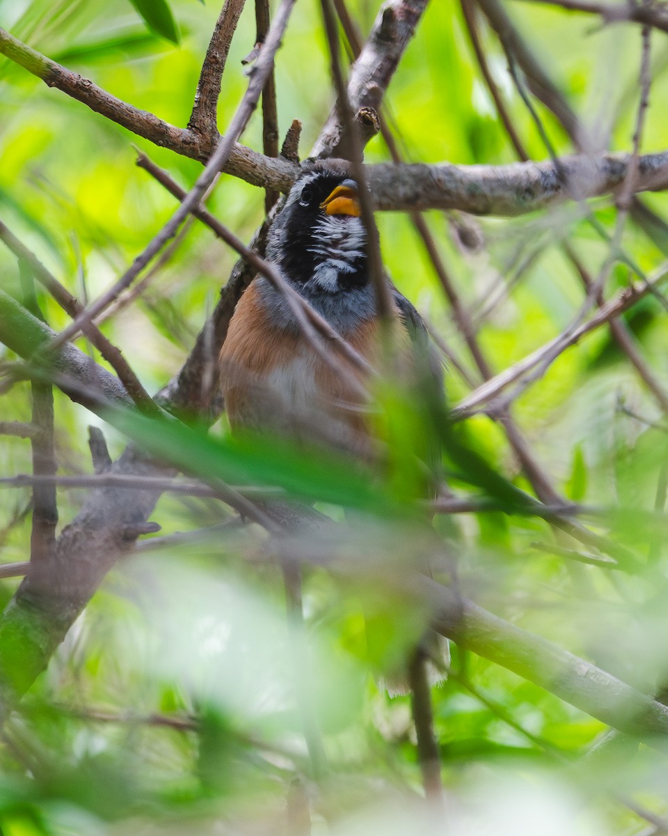 Saltator du Chaco - ML644486162