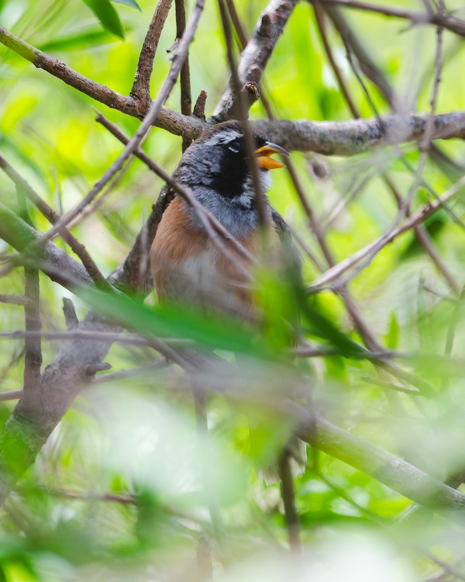 Saltator du Chaco - ML644486163