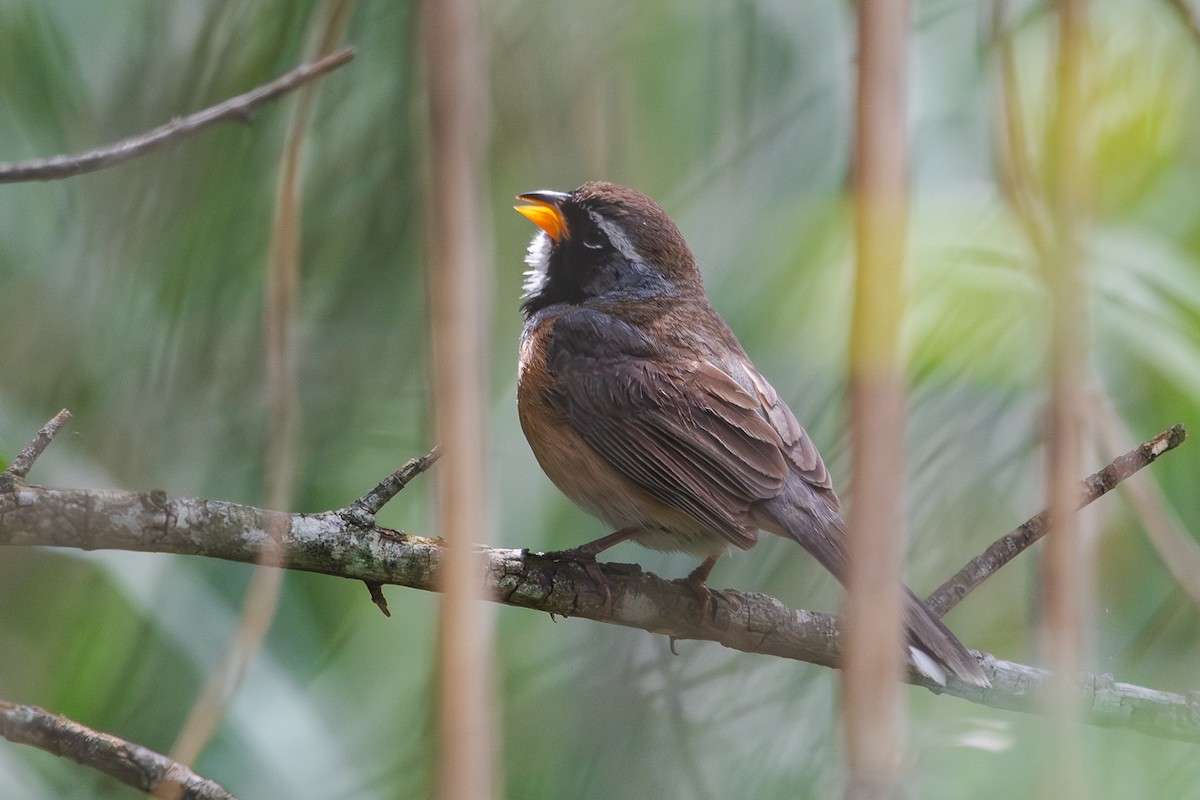 Saltator du Chaco - ML644486164