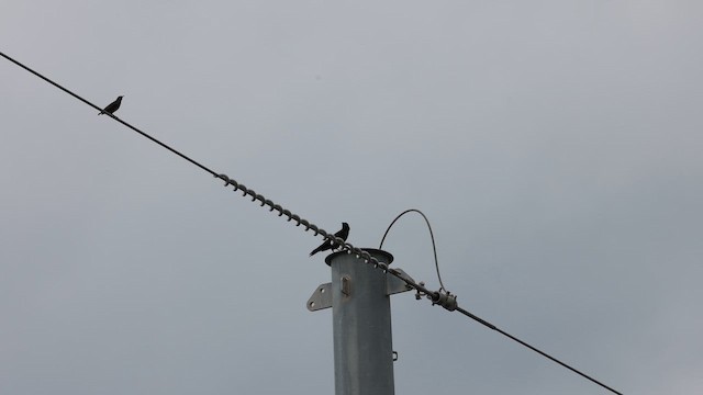 House Crow - ML644486170